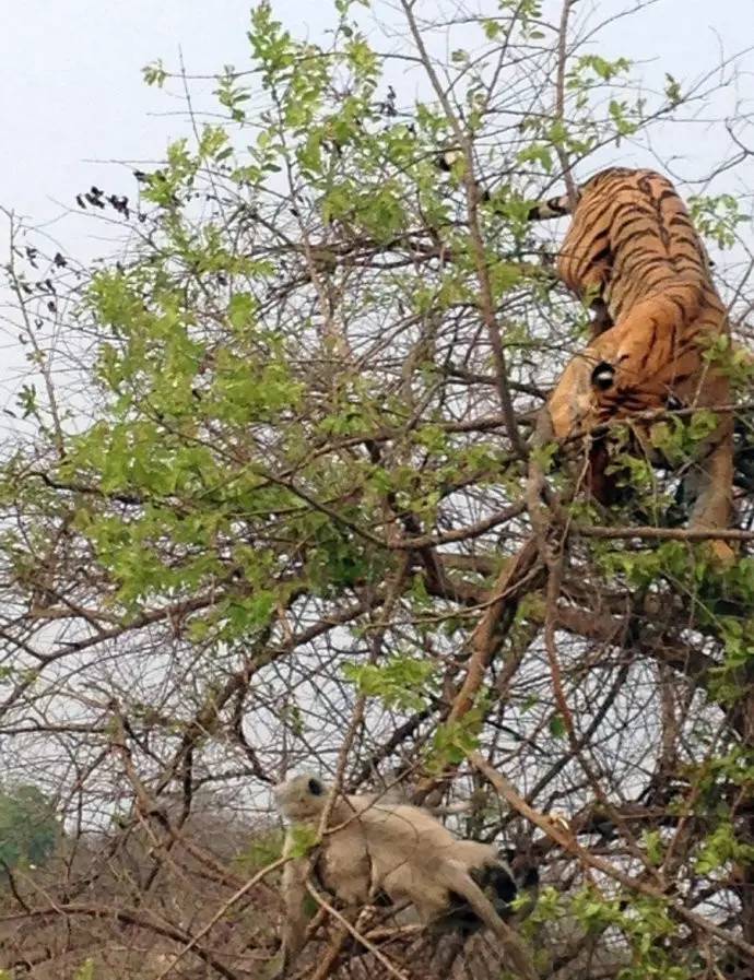 被老虎吃了怎么逃出来,怎样才能不被动物吃掉