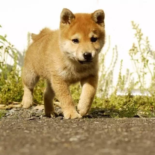 买到星期狗如何协商,同城闲鱼买到星期狗