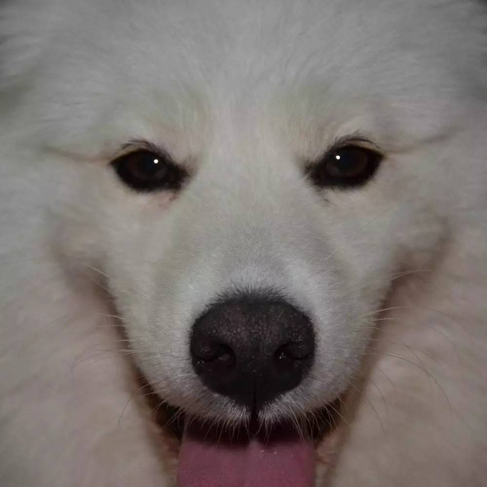 买到星期狗如何协商,同城闲鱼买到星期狗