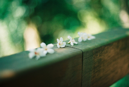 原创|《梦里花落知多少》她说她爱他,那年青梅伴竹马