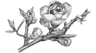 原创|《梦里花落知多少》她说她爱他,那年青梅伴竹马