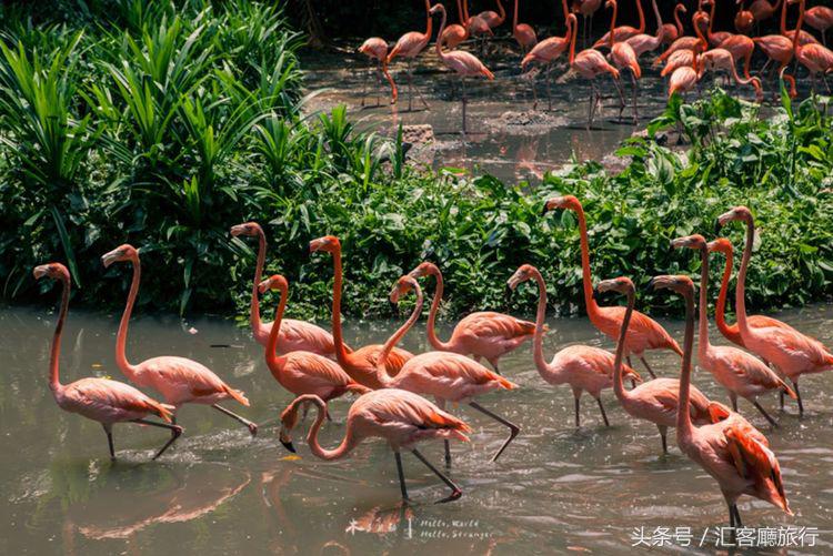 汇客厅2020,狮城新加坡旅游掠影