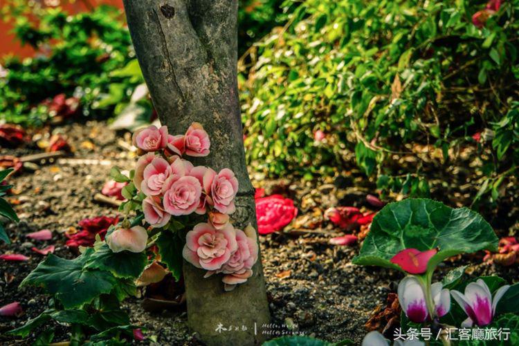 汇客厅2020,狮城新加坡旅游掠影