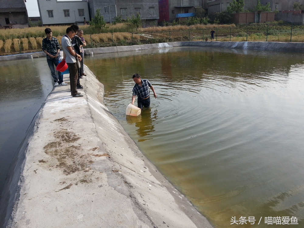 泥鳅养殖技术难点问题,泥鳅养殖技术学习
