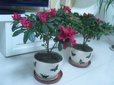 杜鹃花盆栽的注意事项和禁忌,杜鹃花盆栽土壤微湿还需要浇水吗