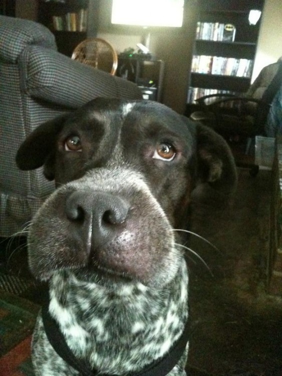 被蜜蜂蛰过的大黄狗,被黄蜂蛰到后的狗狗