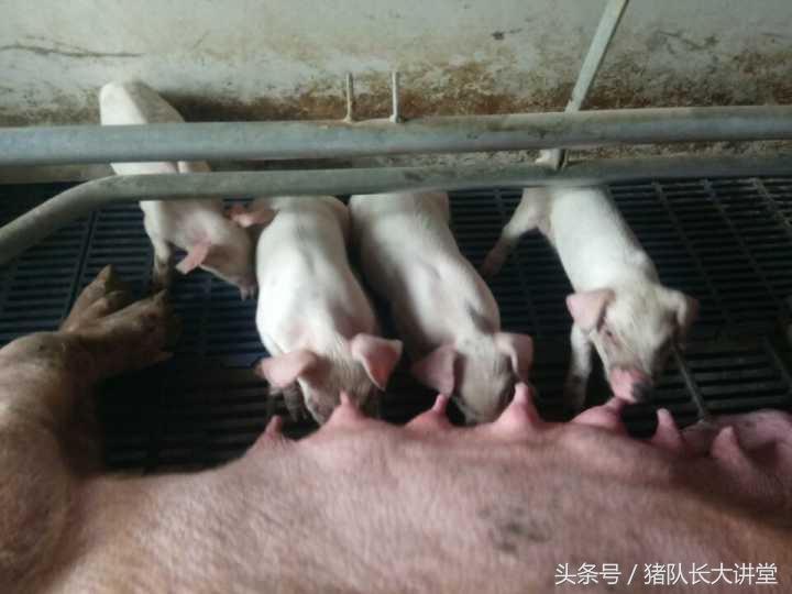 猪队长大讲堂养猪药物,猪队长养猪日常记