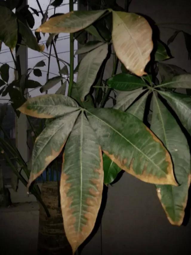 花卉烂根严重,墨兰水浇多了烂根叶黄怎么补救