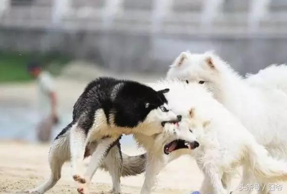 哈士奇再战萨摩耶，两傻相争必有一伤呐~这眼神亮了！
