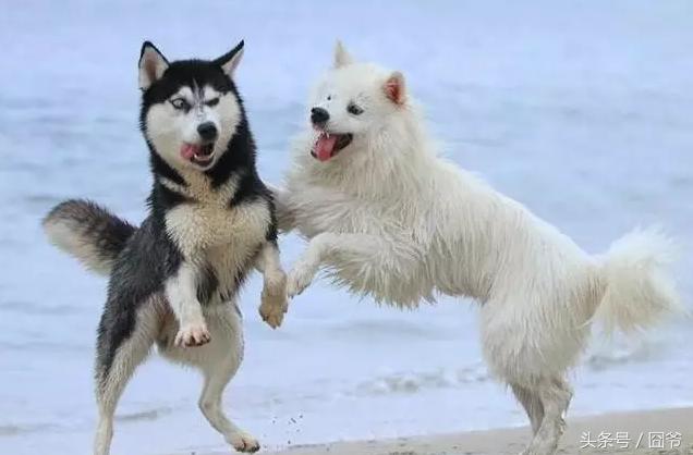 哈士奇再战萨摩耶，两傻相争必有一伤呐~这眼神亮了！