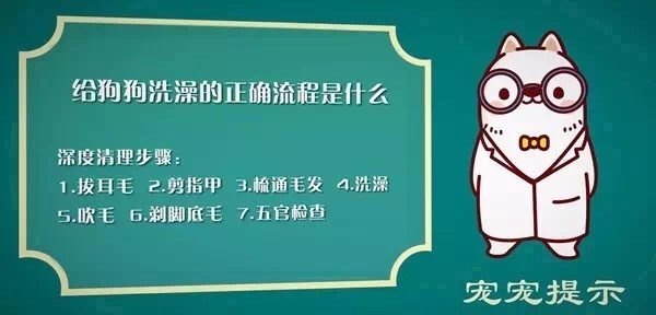 除了吃狗粮还吃什么,除了吃狗粮狗狗吃什么营养更均衡