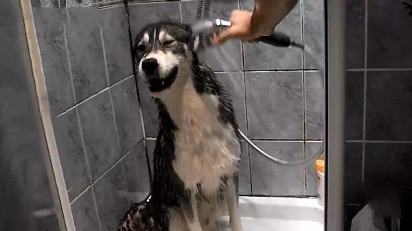 除了吃狗粮还吃什么,除了吃狗粮狗狗吃什么营养更均衡