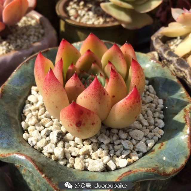 江浙沪多肉过冬,江浙沪一年四季露养的多肉