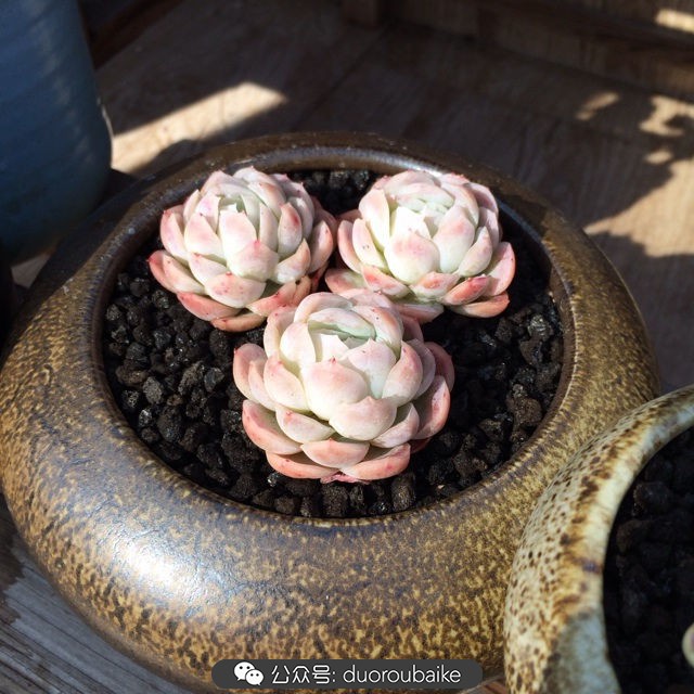 江浙沪多肉过冬,江浙沪一年四季露养的多肉