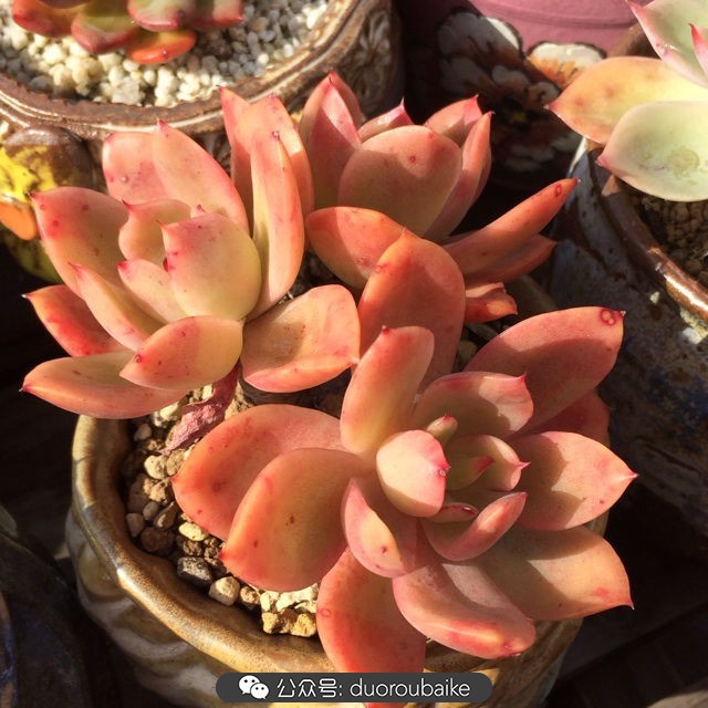 江浙沪多肉过冬,江浙沪一年四季露养的多肉