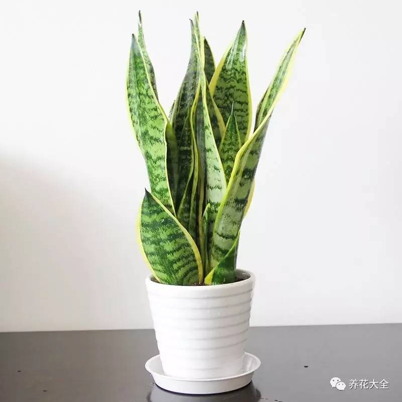 过年年宵花好卖吗,过年摆的年宵花有哪些