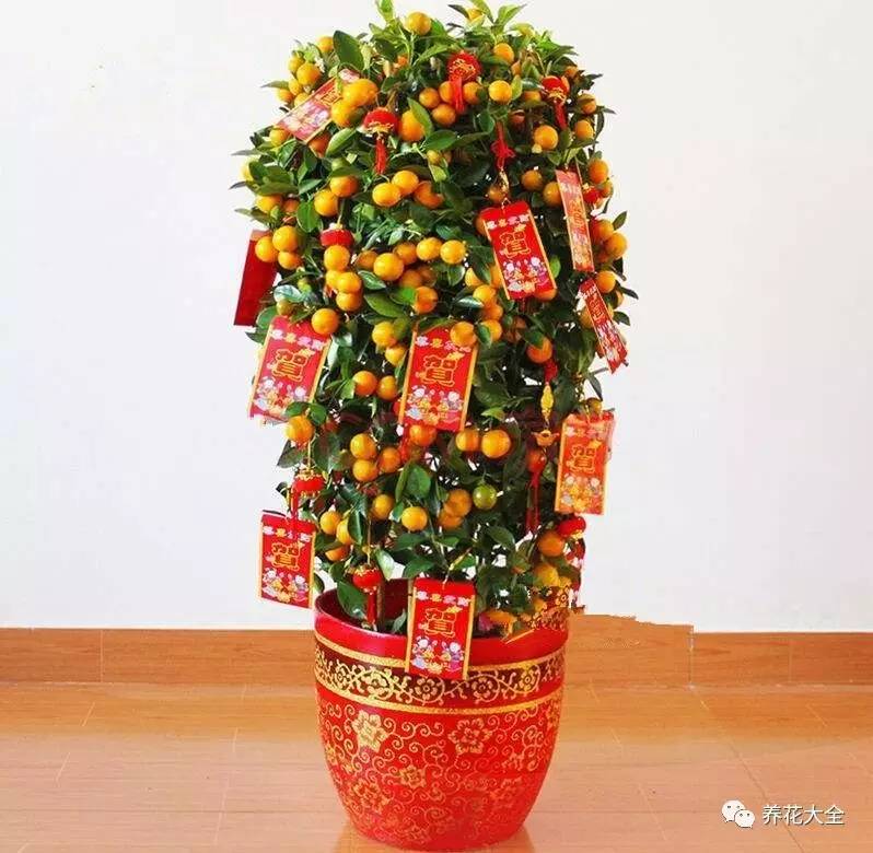 过年年宵花好卖吗,过年摆的年宵花有哪些