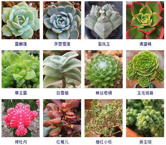 多肉植物150种大全,多肉种植攻略150种常见多肉植物