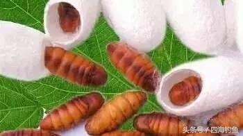 长竿短线传统钓饵料,传统钓法用什么饵