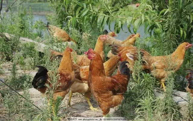 “眼镜鸡”，土鸡中的潮流范儿