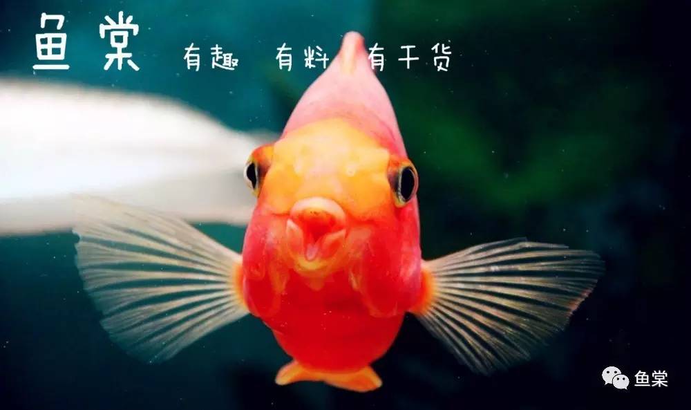 红招财鹦鹉鱼怎么养最红,招财红色鹦鹉鱼怎么养活