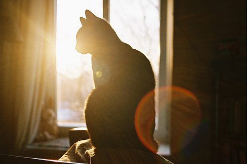 猫的跑步能力,猫的运动能力有多强