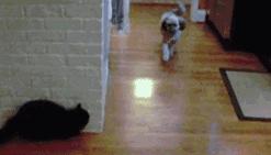 猫的跑步能力,猫的运动能力有多强