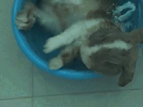 宠物兔能不能洗澡,宠物兔能洗澡吗怎么洗好