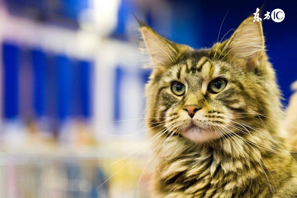 猫咪胆子小怎么解决,猫咪为什么打完针胆子特别小