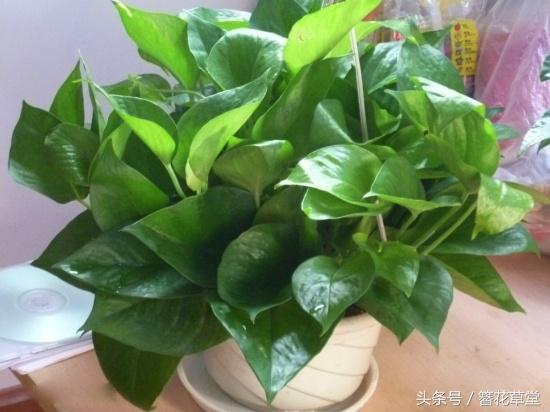 酱油加水浇绿萝怎么绿萝变黄叶了,绿萝叶子发黄怎么办用什么方法