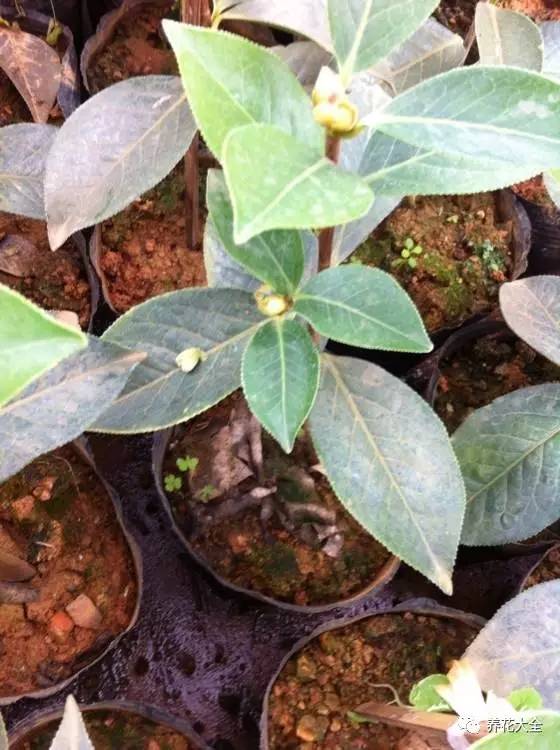 养薄荷的修剪方法技巧,修剪映山红花的技巧