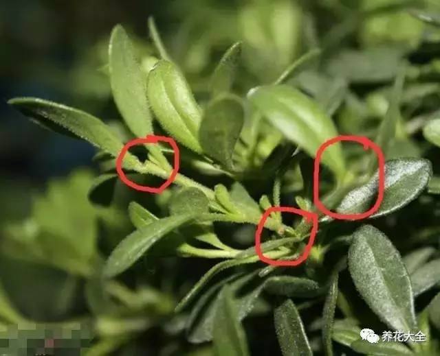 养薄荷的修剪方法技巧,修剪映山红花的技巧