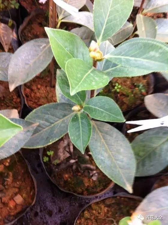 养薄荷的修剪方法技巧,修剪映山红花的技巧