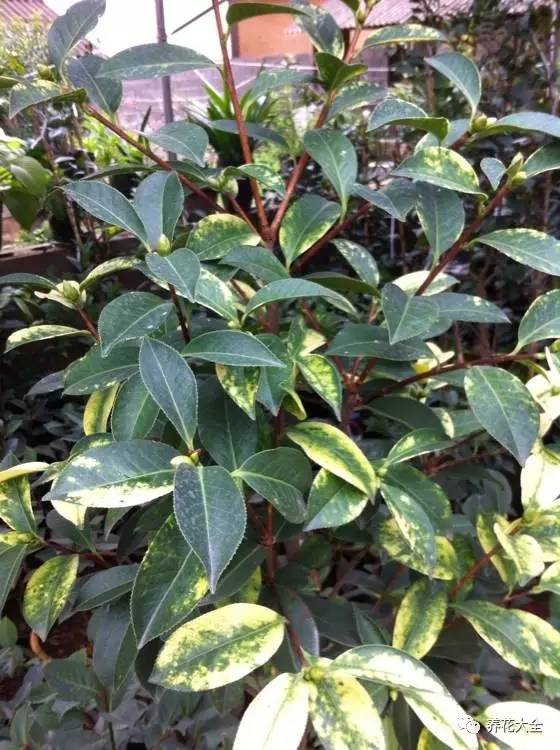 养薄荷的修剪方法技巧,修剪映山红花的技巧