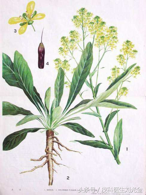 大道至简中医自学,中药治银屑病处方