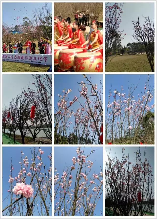 清远最美的花海在什么景点,广东清远花海风景