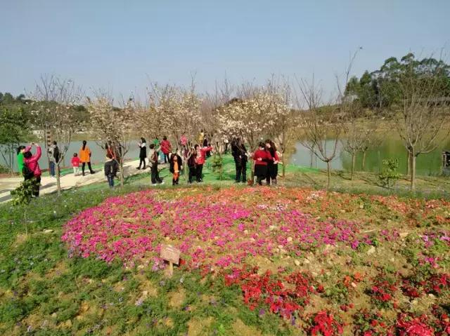 清远最美的花海在什么景点,广东清远花海风景