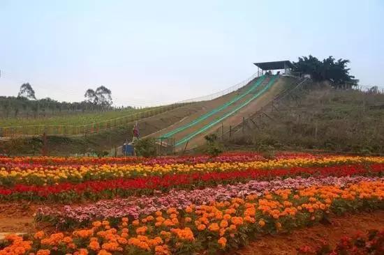 清远最美的花海在什么景点,广东清远花海风景
