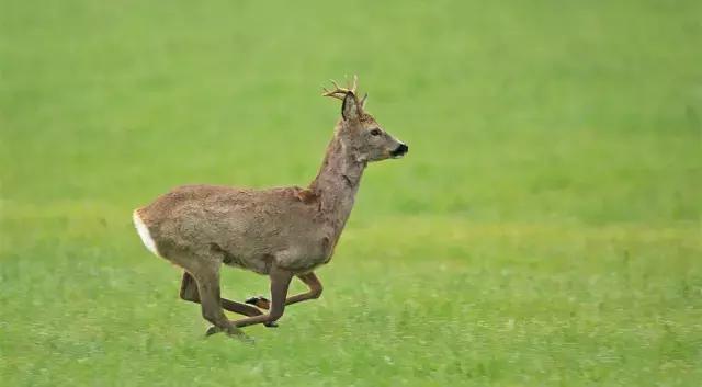 閿愭澶忓鍋ヨ韩,鍋ヨ韩濂崇閿愭