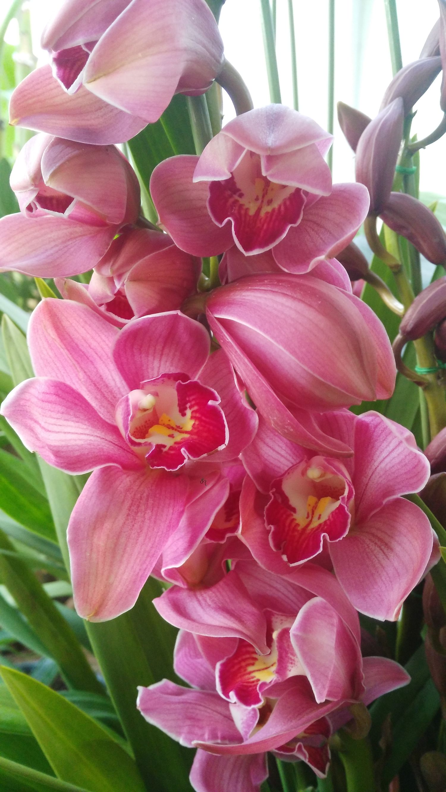 二十四番花信风视频诵读,小说二十四番花信风惊蛰