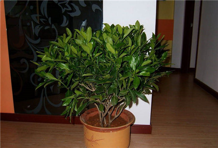 平安树怎么区分缺水了还是烂根了,平安树叶子发黄掉落怎么办