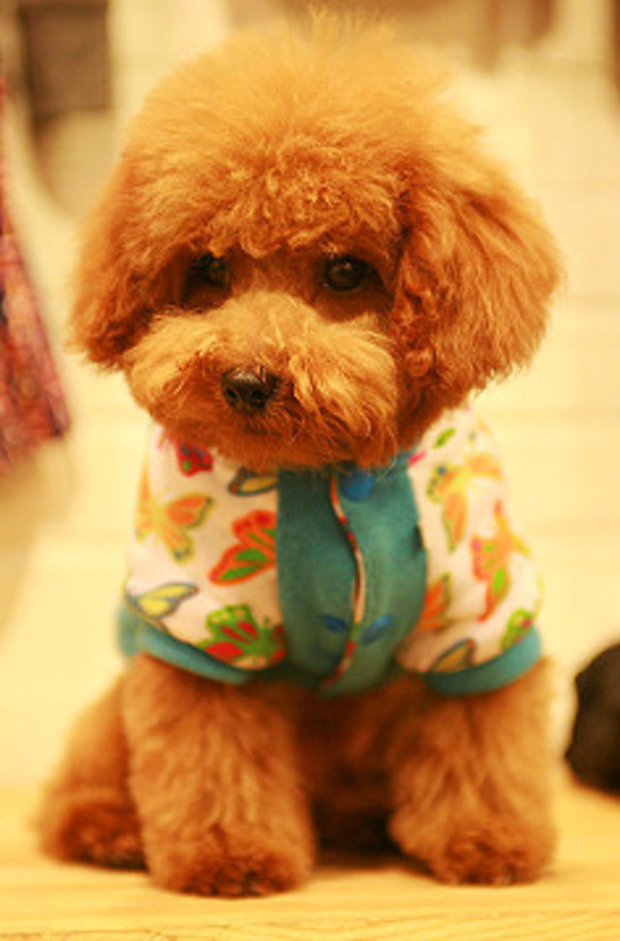 怎么选聪明的狗,怎么选一只性格好的狗狗给孩子