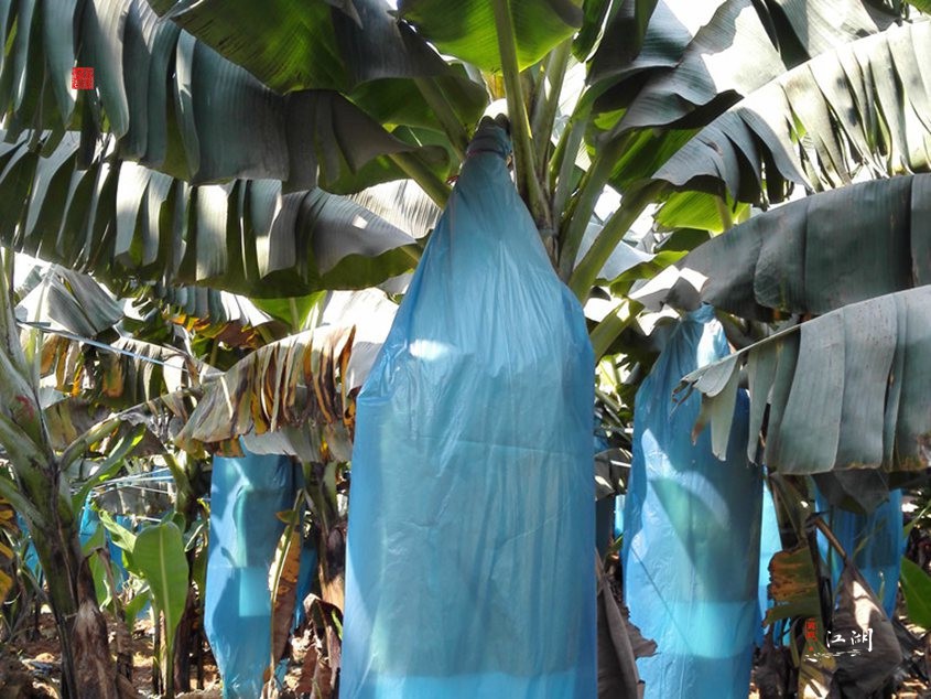 西双版纳奋斗一生,西双版纳不出门打工