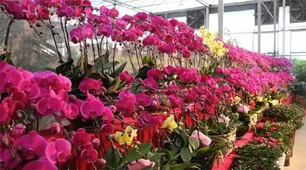 广州逛花市,在广州逛花街