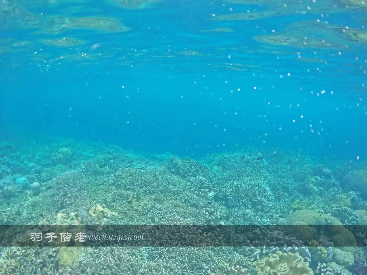 印尼美娜多旅游潜水攻略,印尼美娜多潜水圣地