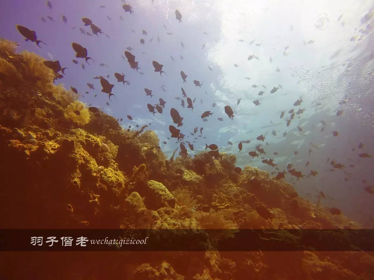 印尼美娜多旅游潜水攻略,印尼美娜多潜水圣地