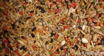 家有爱宠完整视频,家有爱宠2020