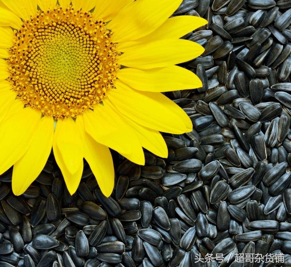 家有爱宠完整视频,家有爱宠2020