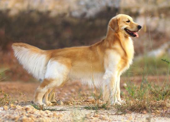 中国本土的田园犬土狗有几个品种,世界上最适合人养的狗中华田园犬
