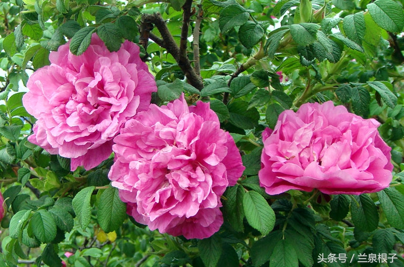 兰州苦水玫瑰,永登苦水玫瑰可以摘了吗